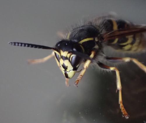Réf. 312 199 : Dolichovespula saxonica